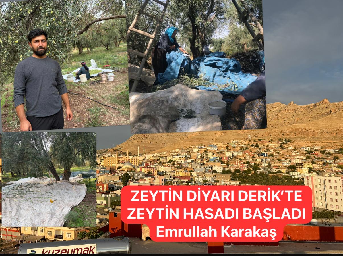 Derik’te Zeytin Hasadı Heyecanı